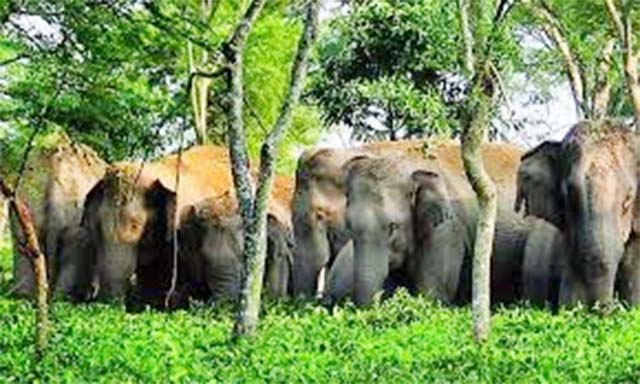 लोहरदगा के कैरो प्रखंड पहुंचा 20 हाथियों का झुंड, फसलों को रौंदा
