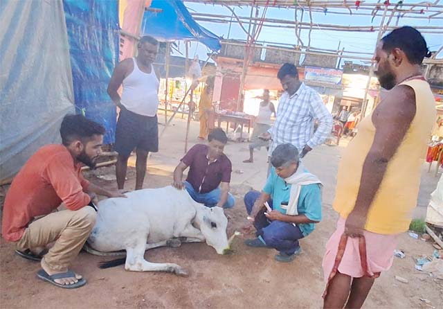 भूखमरी और बीमारी से मर रहे हैं बासुकीनाथ मंदिर के अनाथ पशु