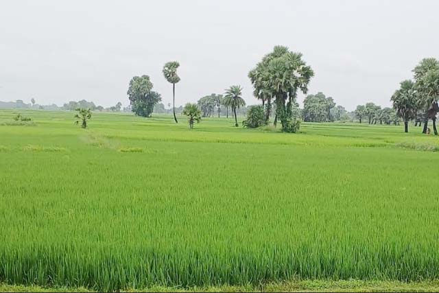 बारिश से धान की फसल को राहत, किसानों के चेहरे खिले