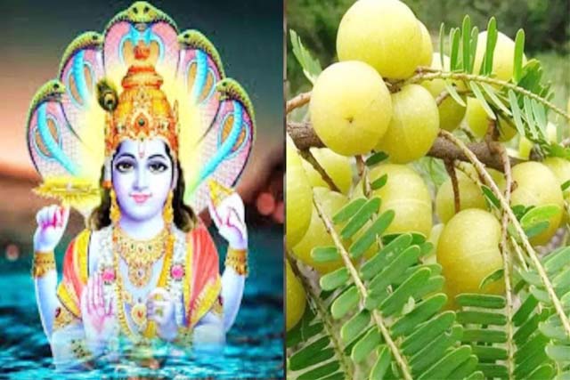 अक्षय नवमी पर आंवले के वृक्ष की होगी पूजा, गुरुवार को काशी में मनाया जाएगा पर्व