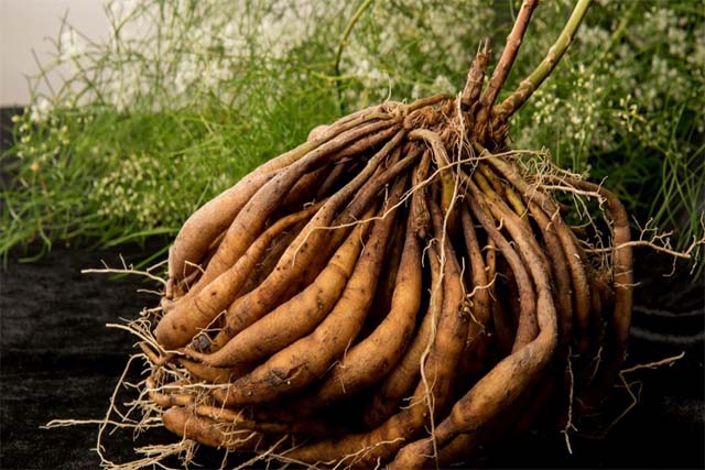जड़ों में संचित औषधीय गुणों के लिए प्रसिद्ध है शतावरी