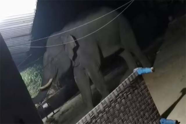 गोईलकेरा में हाथी का कहर, एक ही परिवार के तीन सदस्यों की मौत