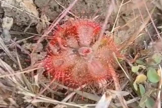 दलमा के जंगलों में मांसाहारी पौधों की दुर्लभ खोज