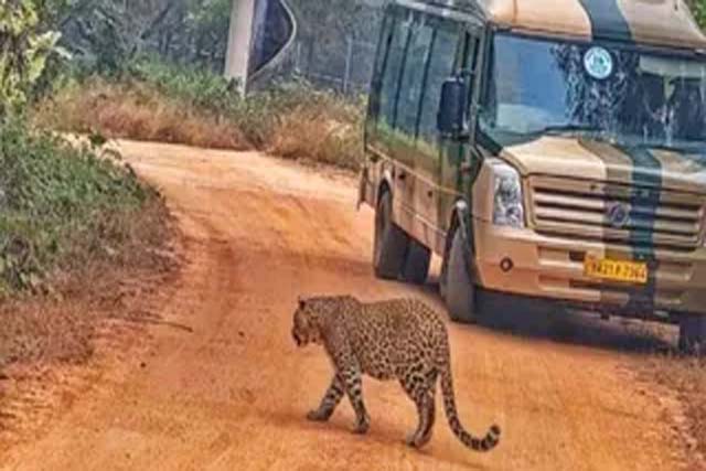 शेर, बाघ, तेंदुआ, भालू और हिरणों के झुंड जू सफारी में बने आकर्षण