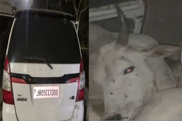 मानगो में गौवंश तस्करी का भंडाफोड़, फर्जी नंबर प्लेट लगी कार से पांच गौवंश बरामद
