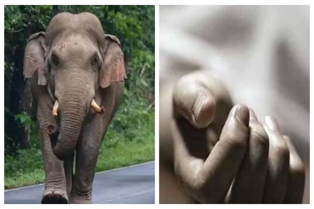हाथी के हमले से घायल वृद्धा की मौत, दहशत का माहौल