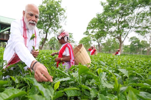 असम के चाय बागान पहुंचे पीएम मोदी, महिलाओं संग पत्तियां तोड़ीं