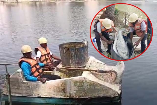 तालाब में सैकड़ों मछलियों की मौत, दहशत