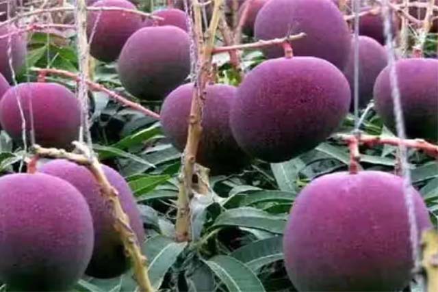 ये है दुनिया का सबसे मंहगा आम, कीमत इतनी कि एक सेकंड हैंड कार, नई लग्जरी बाइक खरीद लें