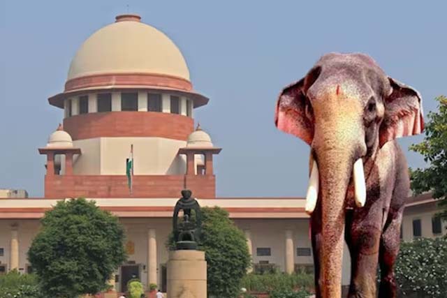 सबसे उम्रदराज और बड़े हाथी ‘रामन’ की सुप्रीम कोर्ट ने सरकार को सौंपी कस्टडी