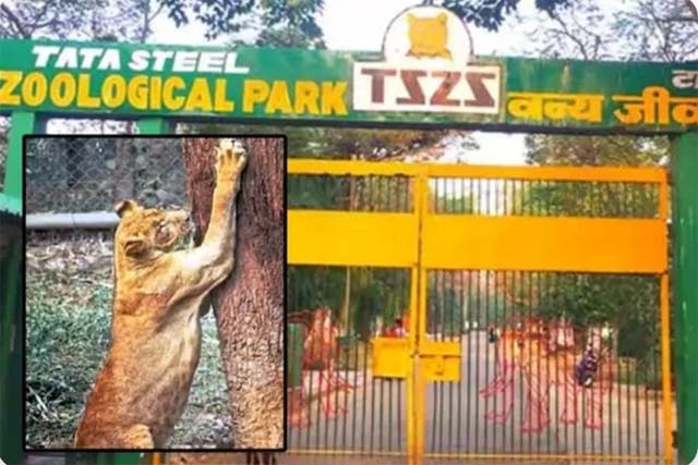 टाटा जू की 16 वर्षीय अफ्रीकी शेरनी जोया का निधन, 16 वर्षों तक बनी रही आकर्षण का केंद्र