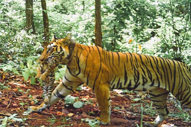 महाराष्ट्र की ‘जीनत’ बाघिन ने सिमलीपाल में दिया चार शावकों को जन्म