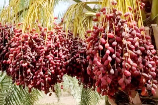 कम पानी में खजूर की खेती से बदलेगी राजस्थान की किस्मत