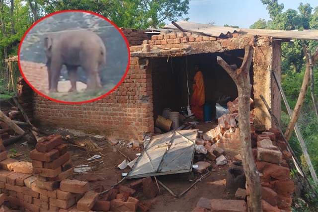 जंगली हाथी का कहर, ग्रामीण को पटककर मार डाला