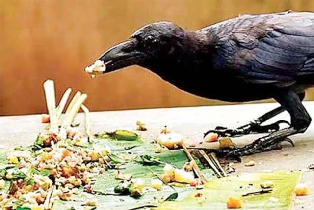 पितृपक्ष में कौवे को भोजन खिलाने से जुड़ी है ये पौराणिक कथा और मान्यता