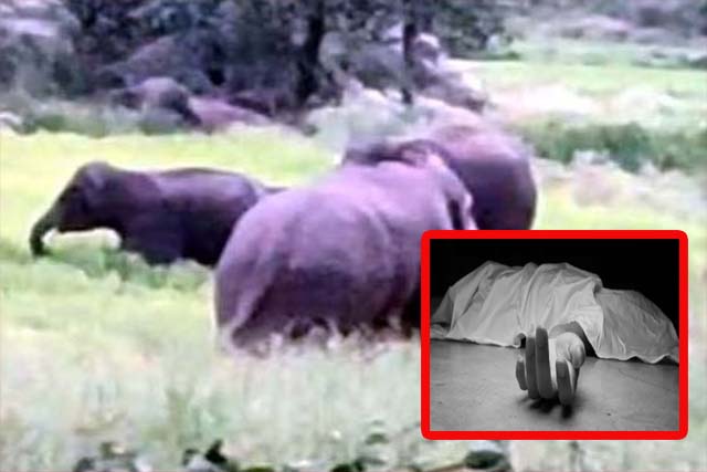 गिरिडीह : हाथी ने बुजुर्ग दंपती को कुचला, पति की मौत
