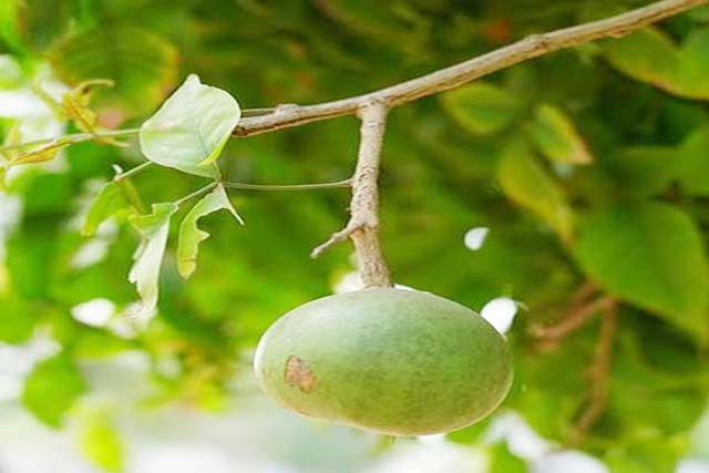 औषधीय पौधों में बेल का है विशेष स्थान