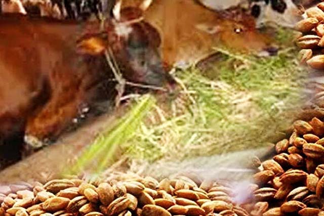 चारा घोटाला के सप्लायर का 1.33 करोड़ राज्य सरकार को देने का आदेश
